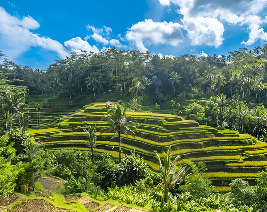 100 Hour Yoga TTC in Bali