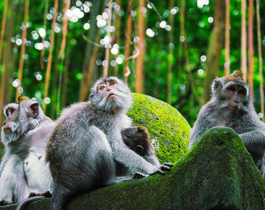 100 Hour Yoga TTC in Bali